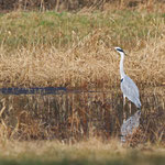Graureiher sucht Nahrung im Flachwasser