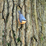 Auf der Suche nach Insekten in der Rinde