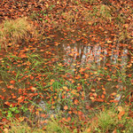 Ungünstig: Gras und Laub im älteren Tümpel