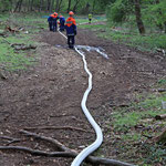 Riesenschlange durch Wald und Wiese