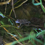 Im Graben entdeckt: Gelbbauchunke