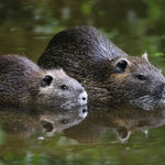 Werden leider immer noch regelmäßig gefüttert