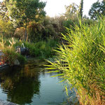 Teich im Garten der Familie Brebeck