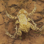 Es ist Paarungs- und Laichzeit bei Erdkröten