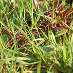 Gut getarnt im Gras: Zauneidechsenmännchen