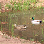 Enten fühlen sich nun auch wohl