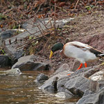 Ähnlichkeit mit Lauf- und Stockente