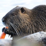 Größte der verbliebenen Nutrias