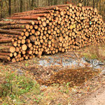 Besonders schlecht: Holzlagerplatz neben dem Tümpel