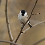 Hat den Fotografen erspäht ...