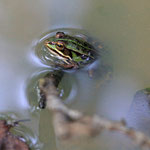 Fluchtreflex setzt beim Frosch früher ein