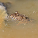 Im Wasser leicht zu beobachten