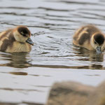 Paddeltour auf dem Teich