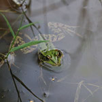 Nachbar der Unken: Kleines Exemplar des Wasserfroschs