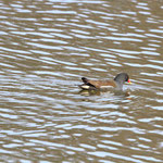 Teichhuhn beim Einsammeln von Brot