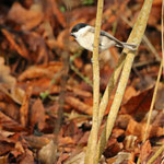 Sumpfmeise im Unterholz