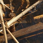 Erdkröte zwischen Laichschnüren