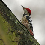 Mittelspecht auf Besuch am Ufer