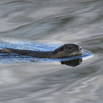 Nutria im beschatteten Wasser