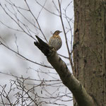 Singdrossel, leider weit entfernt