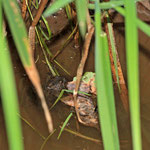 Versteck zwischen Gräsern