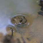 Vergrößerte Kopfansicht mit "Herz-Auge"