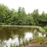 Versuch, die Verschlammung des Teichs zu vermindern