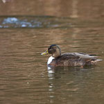 Auch eine hybride Ente