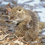 Reinigung für die Sonntagsbesucher