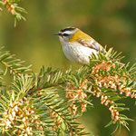 Sommergoldhähnchen, unser zweitkleinster Vogel