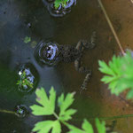 Kleine Gelbflecken von oben nur an den Hinterbeinen