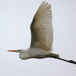 Bis zu 5 Silberreiher zugeflogen