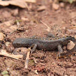 Bergmolch vor dem Umsetzen