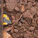 Versteck unter der Wand des Kastens