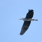 Runden drehen und dann auf der Insel landen
