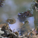 Typische Ansicht am Tümpelrand