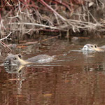 Nochmals mind. 3 junge Nutrias unterwegs