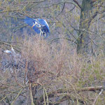 Landung am Nest, rechts unten ein zweites Nest