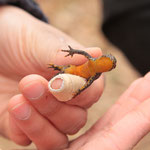 Auffallende Unterseite des Bergmolchs