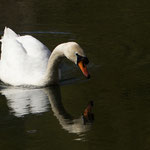 Höckerschwan - Reinheimer Teich © Anke Steffens