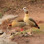 Nilgans-Familie beim Landgang