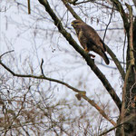 Mäusebussard als aufmerksamer Beobachter