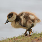 Auf der Suche nach Essbarem