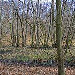 Feuchter Wald als besonderer Lebensraum