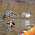 Graugänse und Stockenten sind verpaart