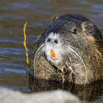 Nutria, den Winter überlebt - Steinbrücker Teich © Jürgen Landshoeft