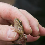 Frosch im Auffangkasten