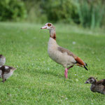 Nilgans mit Nachwuchs