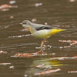 Gebirgstelze sucht auf dem Eis nach Insekten