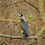 Kormoran recht nah am Ostufer